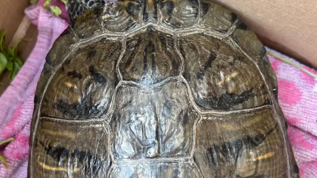 POL-DH: --- Weyhe, Polizei sucht Eigentümer einer Schildkröte (Foto) - Syke, Einbruch und Diebstahl von Kennzeichen --- - Bild: presseportal.de