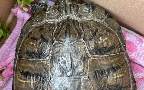 POL-DH: --- Weyhe, Polizei sucht Eigentümer einer Schildkröte (Foto) - Syke, Einbruch und Diebstahl von Kennzeichen --- - Foto: presseportal.de