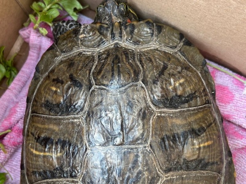 POL-DH: --- Weyhe, Polizei sucht Eigentümer einer Schildkröte (Foto) - Syke, Einbruch und Diebstahl von Kennzeichen --- - Foto: presseportal.de