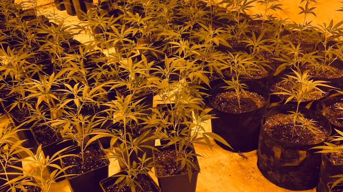 POL-SO: Plantagen-Fund - Foto: presseportal.de