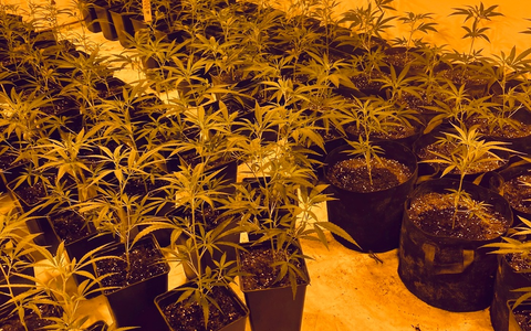 POL-SO: Plantagen-Fund - Foto: presseportal.de