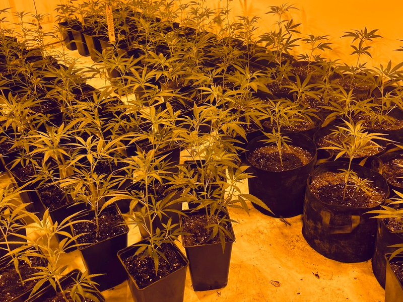 POL-SO: Plantagen-Fund - Foto: presseportal.de