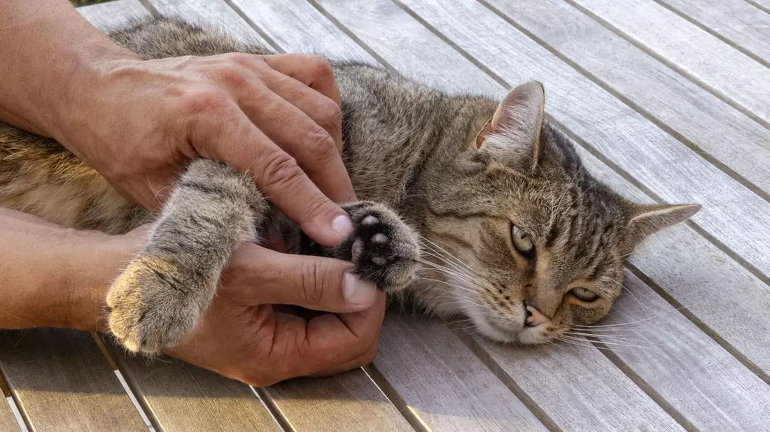 Mit der Katze stressfrei zum Tierarzt - Bild: presseportal.de