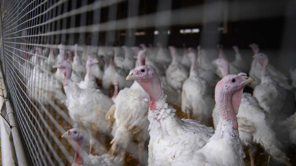 Große Landwirtschaftsbetriebe sind von den strengeren Regelungen betroffen. (Archivbild) - Foto: Klaus-Dietmar Gabbert/dpa