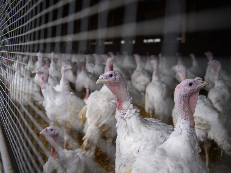 Große Landwirtschaftsbetriebe sind von den strengeren Regelungen betroffen. (Archivbild) - Foto: Klaus-Dietmar Gabbert/dpa