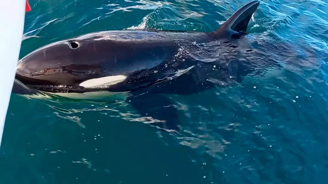 Die Zerstörungen durch die Orca-Anrgiffe sind oft gewaltig. - Bild: Grupo De Trabajo Orca Atlántica/dpa