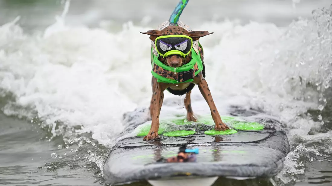 Die Vierbeiner - hier der Hund Carson - düsen über Wellen bei den World Dog Surfing Championships in Pacifica, Kalifornien. - Bild: Eakin Howard/AP/dpa