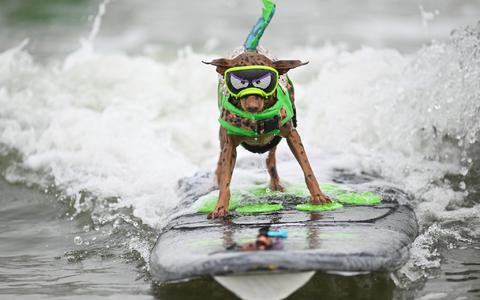 Die Vierbeiner - hier der Hund Carson - düsen über Wellen bei den World Dog Surfing Championships in Pacifica, Kalifornien. - Foto: Eakin Howard/AP/dpa