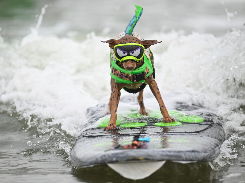 Die Vierbeiner - hier der Hund Carson - düsen über Wellen bei den World Dog Surfing Championships in Pacifica, Kalifornien. - Foto: Eakin Howard/AP/dpa