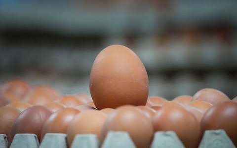 Ein Ei reicht, um zu erkennen, wie die Henne gehalten wurde. (Symbolbild) - Foto: Soeren Stache/dpa