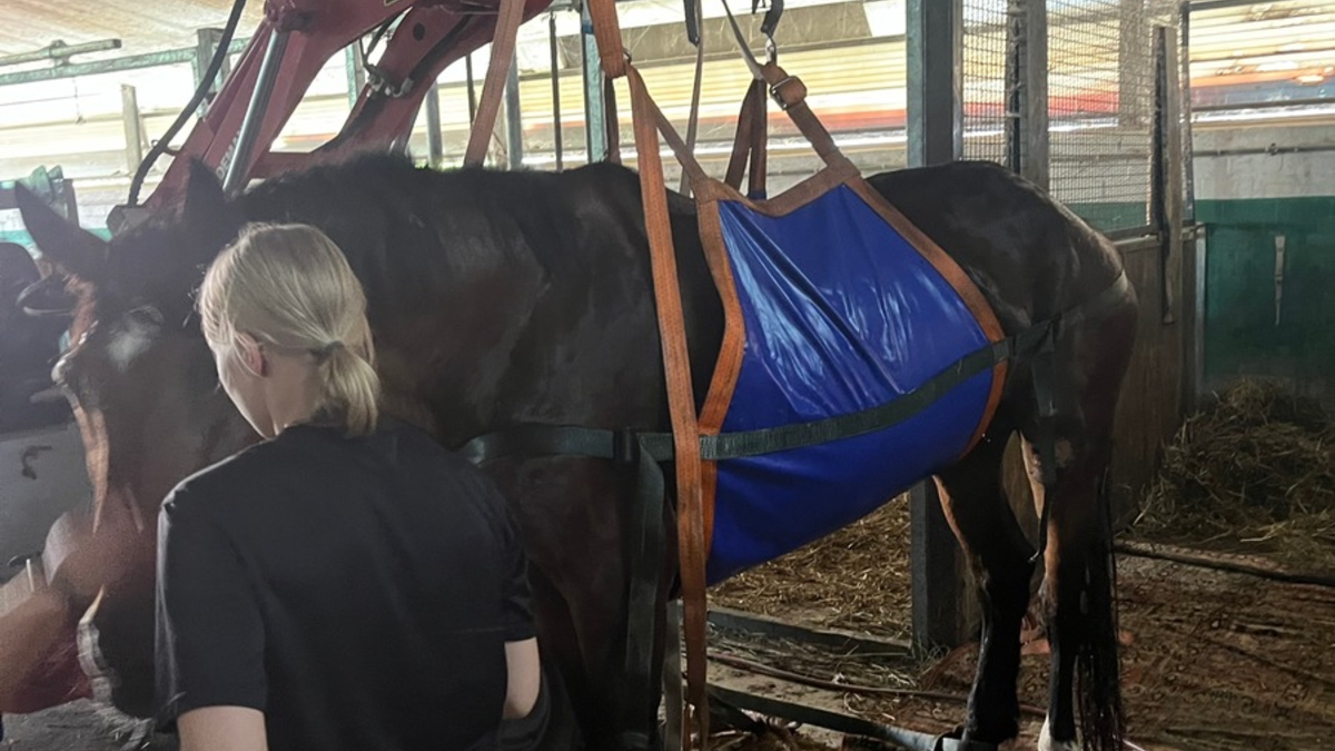 FW Minden: Feuerwehr hilft bei Pferderettung - Foto: presseportal.de