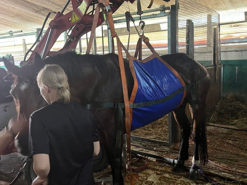 FW Minden: Feuerwehr hilft bei Pferderettung - Foto: presseportal.de