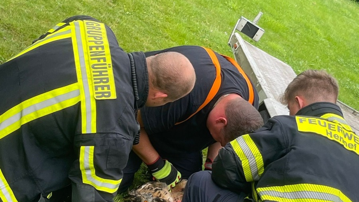 FW Hennef: Tier in Not - Uhu auf der Suche nach einem Snack in Netz verfangen - Foto: presseportal.de