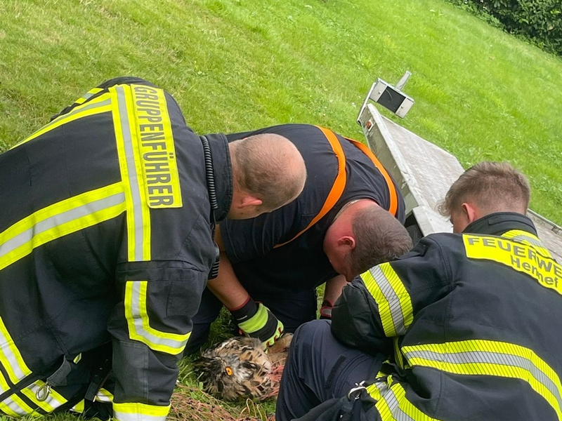 FW Hennef: Tier in Not - Uhu auf der Suche nach einem Snack in Netz verfangen - Foto: presseportal.de