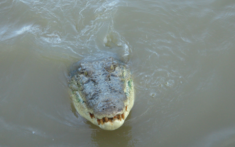 Durchschnittlich kommt es in Australien zu zwei tödlichen Krokodil-Angriffen pro Jahr. (Symbolbild) - Foto: Carola Frentzen/dpa Durchschnittlich kommt es in Australien zu zwei tödlichen Krokodil-Angriffen pro Jahr. (Symbolbild) - Foto: Carola Frentzen/dpa