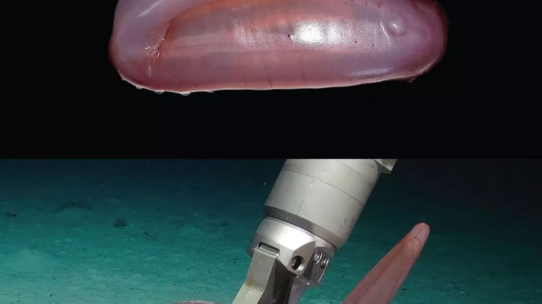 Die pinke Seegurke Psychropotes buglossa wurde nun als eigene Art beschrieben. - Bild: Amanda Serpell-Stevens/Senckenberg Gesellschaft für Naturforschung/dpa