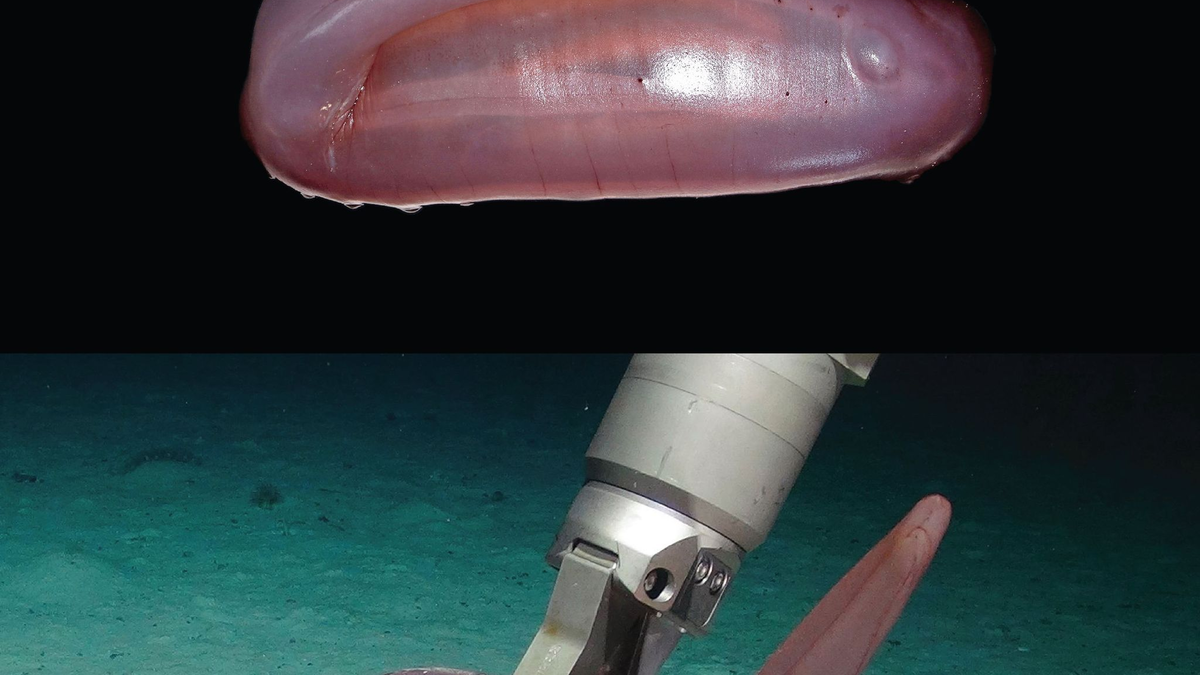 Die pinke Seegurke Psychropotes buglossa wurde nun als eigene Art beschrieben. - Foto: Amanda Serpell-Stevens/Senckenberg Gesellschaft für Naturforschung/dpa