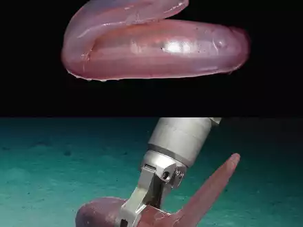 Die pinke Seegurke Psychropotes buglossa wurde nun als eigene Art beschrieben. - Foto: Amanda Serpell-Stevens/Senckenberg Gesellschaft für Naturforschung/dpa