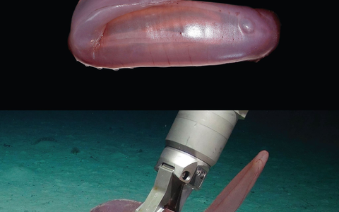 Die pinke Seegurke Psychropotes buglossa wurde nun als eigene Art beschrieben. - Foto: Amanda Serpell-Stevens/Senckenberg Gesellschaft für Naturforschung/dpa