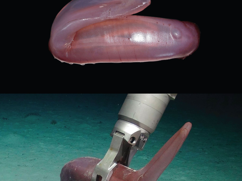 Die pinke Seegurke Psychropotes buglossa wurde nun als eigene Art beschrieben. - Foto: Amanda Serpell-Stevens/Senckenberg Gesellschaft für Naturforschung/dpa