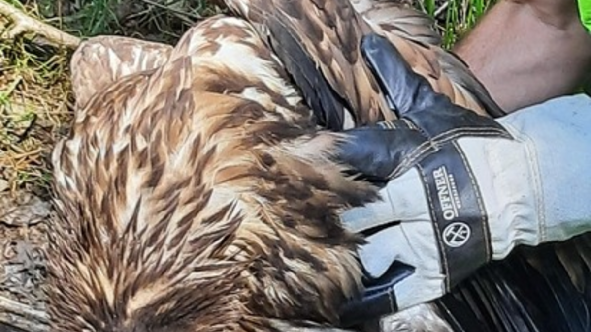 BPOL-FL: Wester Ohrstedt - Verletzter Seeadler an Bahngleisen - Foto: presseportal.de