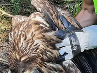 BPOL-FL: Wester Ohrstedt - Verletzter Seeadler an Bahngleisen - Foto: presseportal.de