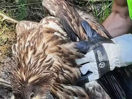 BPOL-FL: Wester Ohrstedt - Verletzter Seeadler an Bahngleisen - Foto: presseportal.de