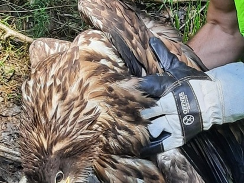 BPOL-FL: Wester Ohrstedt - Verletzter Seeadler an Bahngleisen - Foto: presseportal.de