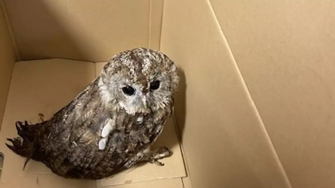 POL-PDNW: Tierischer Einsatz - Bild: presseportal.de