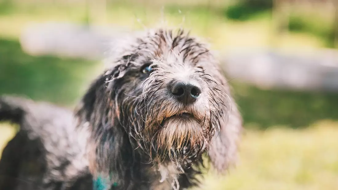 Umweltallergien nehmen zu - Was Hundebesitzer wissen müssen / Schützen Sie Ihren Hund vor Juckreiz in den Sommermonaten und Nahrungsmittelproblemen - Bild: presseportal.de