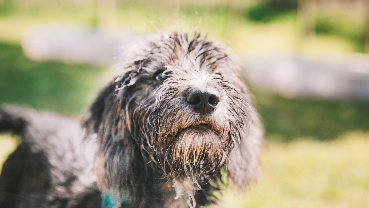 Umweltallergien nehmen zu - Was Hundebesitzer wissen müssen / Schützen Sie Ihren Hund vor Juckreiz in den Sommermonaten und Nahrungsmittelproblemen - Foto: presseportal.de