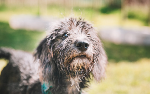 Umweltallergien nehmen zu - Was Hundebesitzer wissen müssen / Schützen Sie Ihren Hund vor Juckreiz in den Sommermonaten und Nahrungsmittelproblemen - Foto: presseportal.de