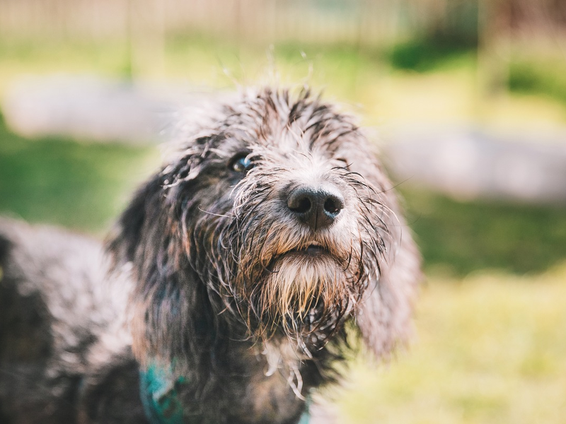 Umweltallergien nehmen zu - Was Hundebesitzer wissen müssen / Schützen Sie Ihren Hund vor Juckreiz in den Sommermonaten und Nahrungsmittelproblemen - Foto: presseportal.de