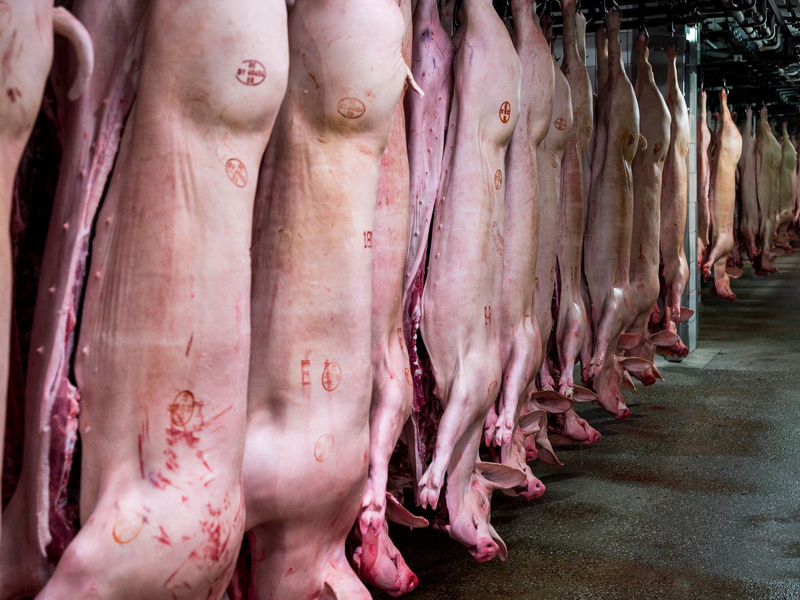Schlachthöfe produzieren wieder mehr Schweinefleisch. (Archivbild) - Foto: Daniel Vogl/dpa