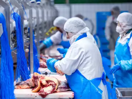 Nach Jahren rückläufiger Schlachtungen ist die Zahl der Schweineschlachtungen im vergangenen Jahr wieder leicht gestiegen. (Archivfoto)  - Foto: Jens Büttner/dpa