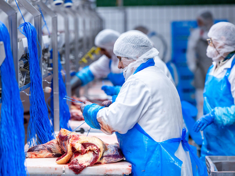 Nach Jahren rückläufiger Schlachtungen ist die Zahl der Schweineschlachtungen im vergangenen Jahr wieder leicht gestiegen. (Archivfoto)  - Foto: Jens Büttner/dpa