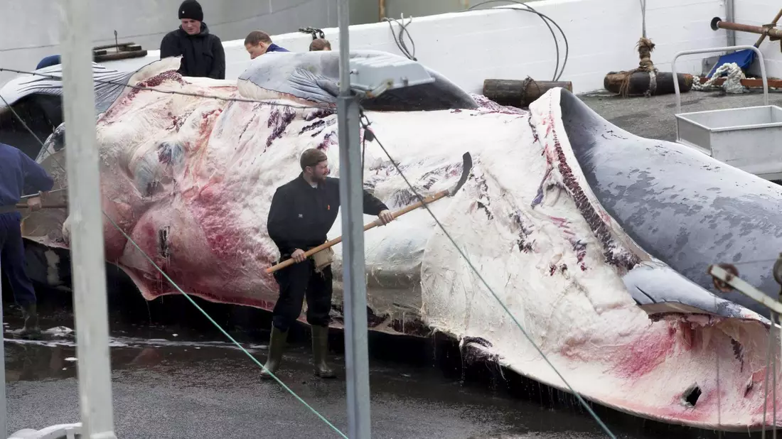 Dieser Finnwal wurde in Island gefangen. Auch Japan jagt wieder Finnwale. - Bild: picture alliance / dpa