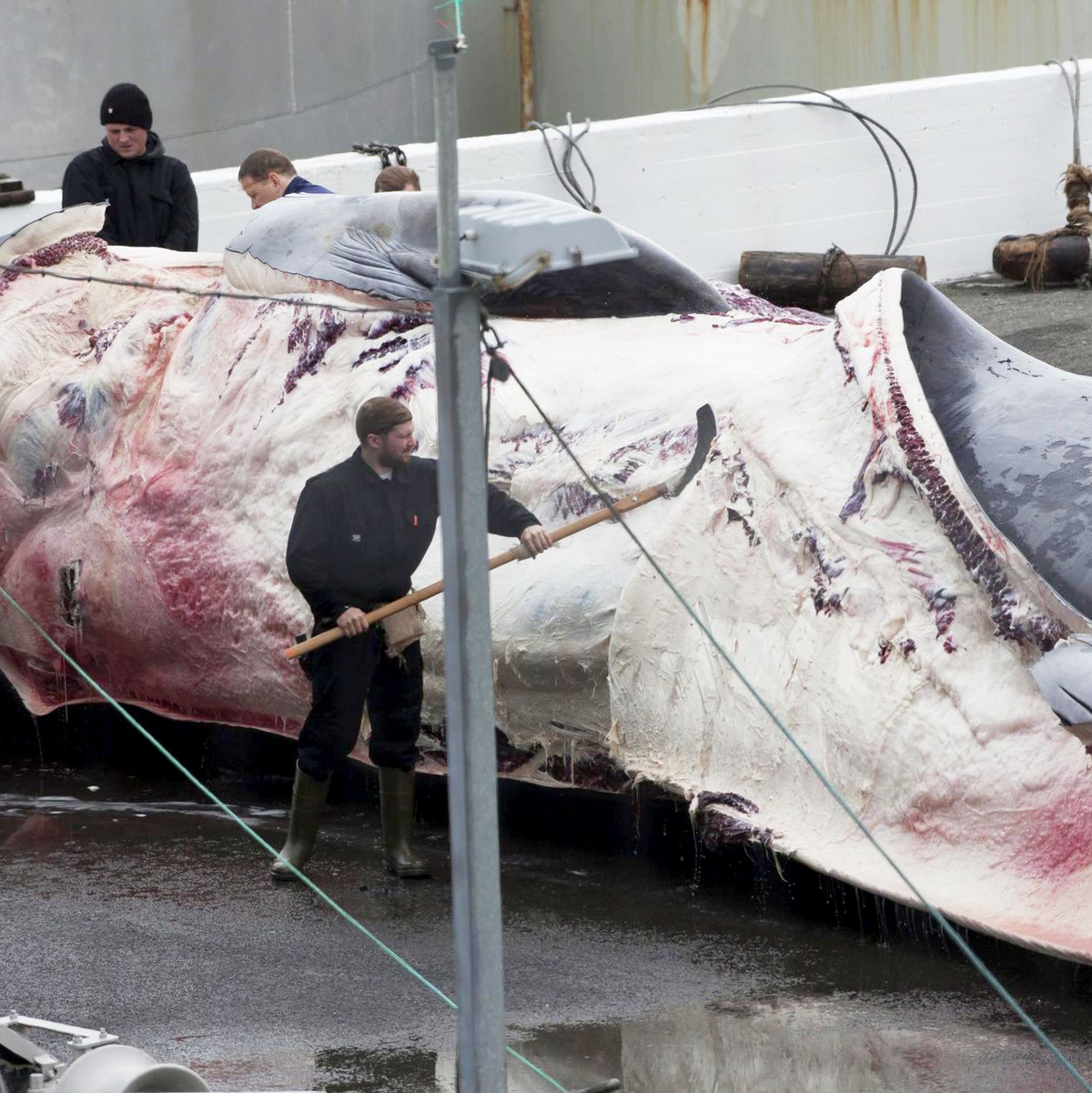 Dieser Finnwal wurde in Island gefangen. Auch Japan jagt wieder Finnwale. - Foto: picture alliance / dpa