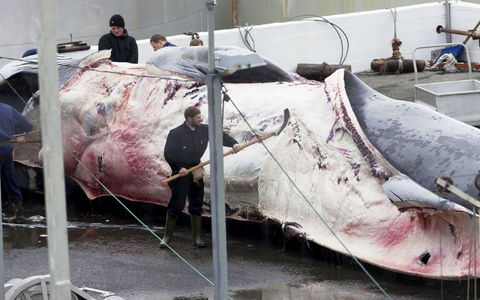 Dieser Finnwal wurde in Island gefangen. Auch Japan jagt wieder Finnwale. - Foto: picture alliance / dpa