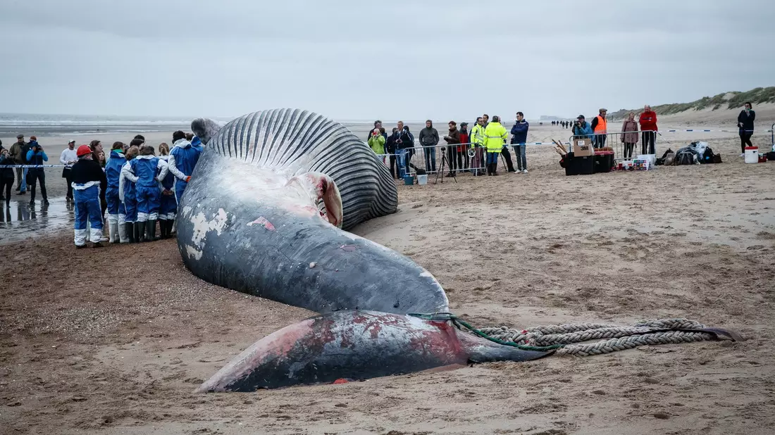 Dieser Finnwal ist gestrandet. Japan macht nun auch wieder Jagd auf die Tiere. - Bild: Kurt Desplenter/BELGA/dpa