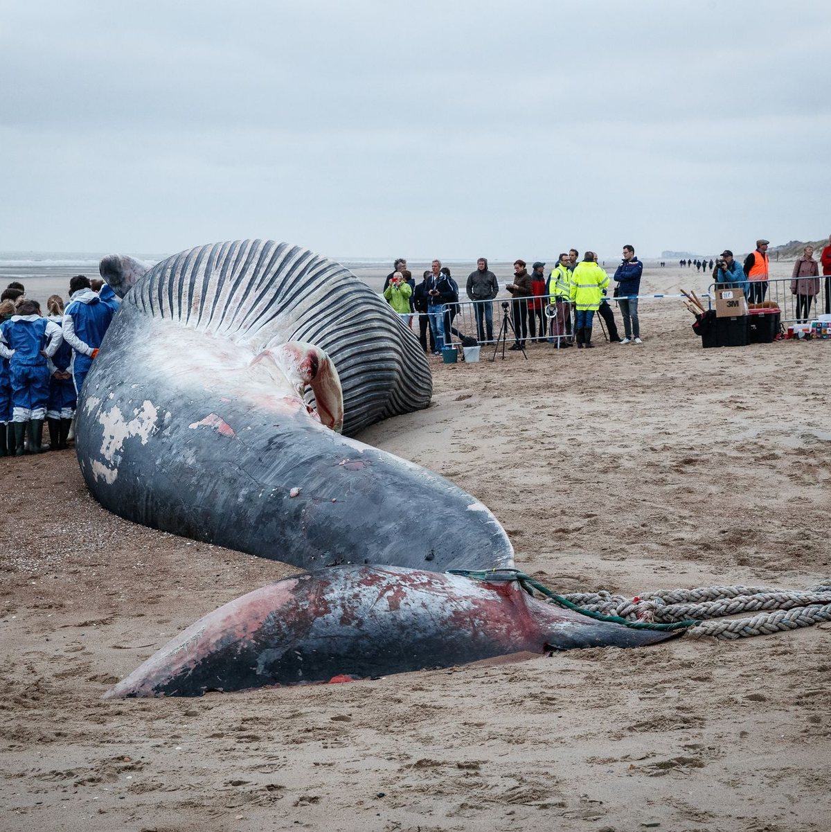 Dieser Finnwal ist gestrandet. Japan macht nun auch wieder Jagd auf die Tiere. - Foto: Kurt Desplenter/BELGA/dpa