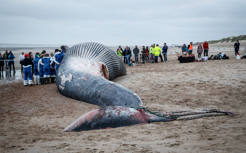 Dieser Finnwal ist gestrandet. Japan macht nun auch wieder Jagd auf die Tiere. - Foto: Kurt Desplenter/BELGA/dpa