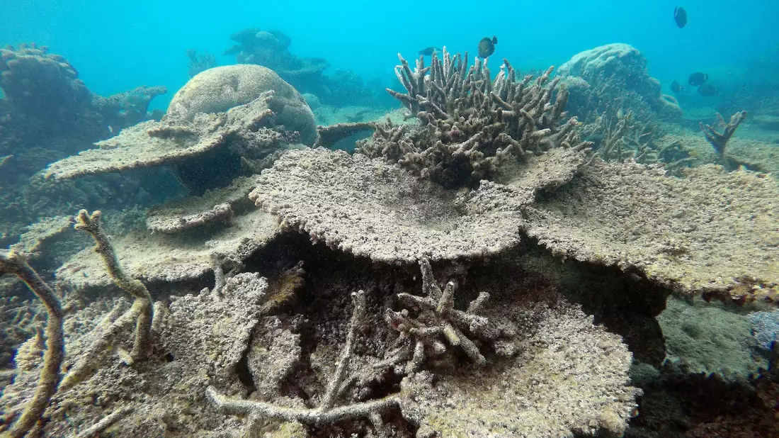 Das Great Barrier Reef war zuletzt 2016, 2017, 2020, 2022 und 2024 von Korallenbleichen betroffen. (Archivbild) - Bild: Greg Torda/ARC Centre of Excellence in Coral Reef Studies/AAP/EPA/dpa