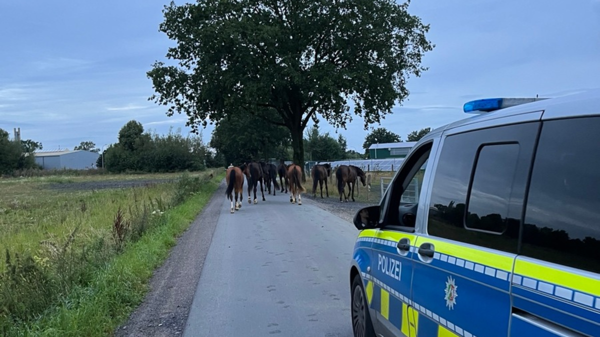 POL-COE: Coesfeld, Letter Bülten / Freilaufende Pferde - Foto: presseportal.de