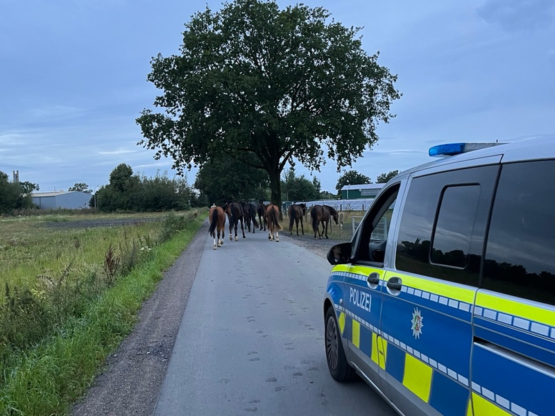 POL-COE: Coesfeld, Letter Bülten / Freilaufende Pferde - Foto: presseportal.de