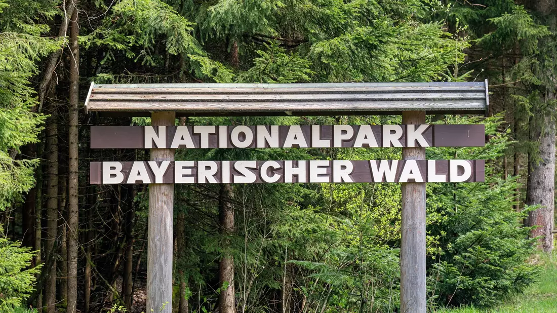 Im Nationalpark Bayerischer Wald werden Bäume mit Pilzen geimpft. - Bild: Armin Weigel/dpa