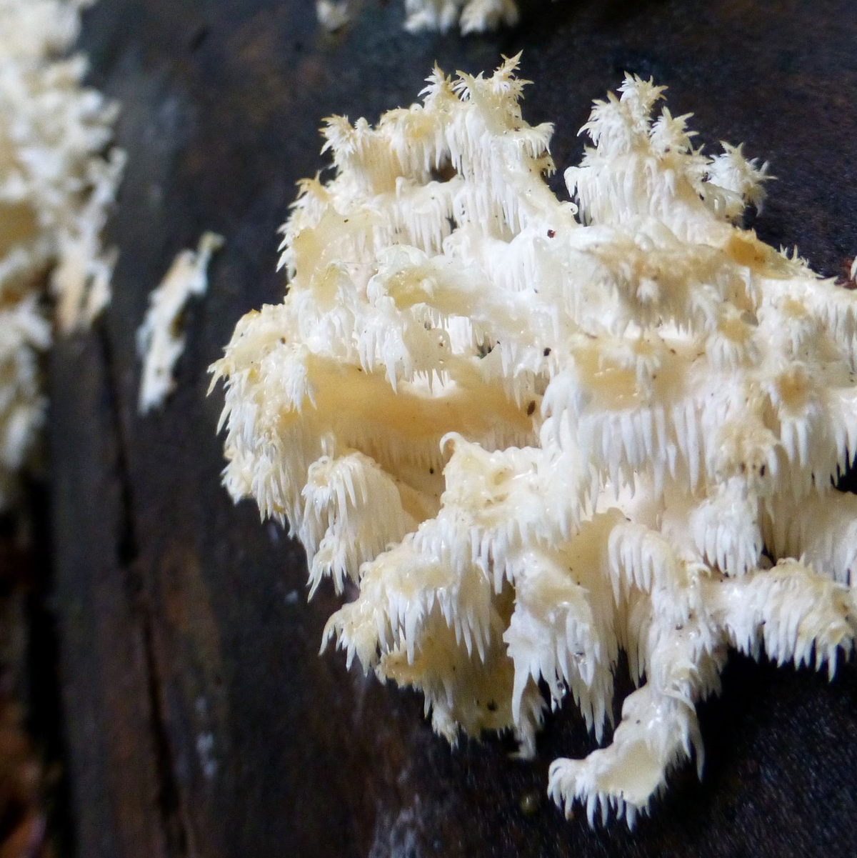 Der Pilz Ästiger Stachelbart ist selten. Er soll im Nationalpark bald häufiger vorkommen. - Foto: picture alliance / dpa