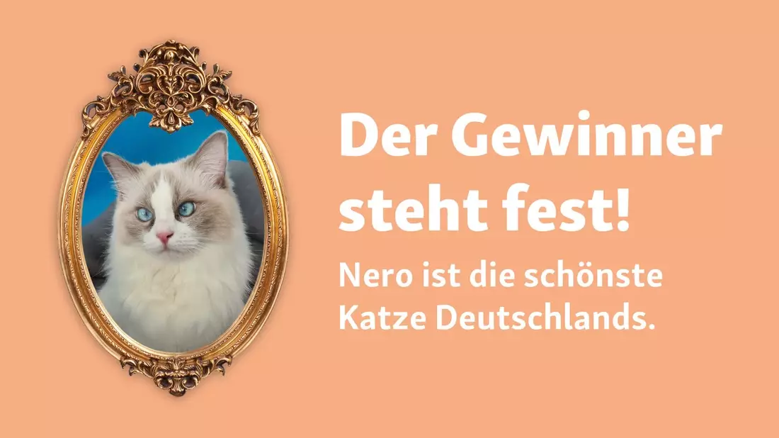 Weltkatzentag: Fressnapf hat die schönste Katze Deutschlands gefunden! - Bild: presseportal.de