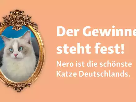Weltkatzentag: Fressnapf hat die schönste Katze Deutschlands gefunden! - Foto: presseportal.de