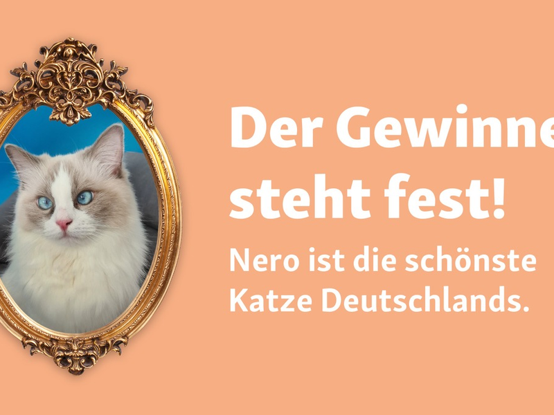 Weltkatzentag: Fressnapf hat die schönste Katze Deutschlands gefunden! - Foto: presseportal.de